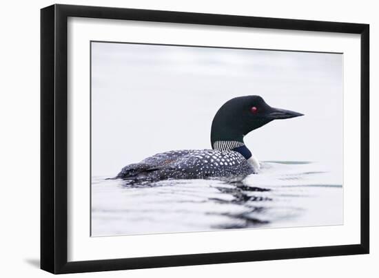 Great Northern Diver-null-Framed Photographic Print