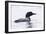 Great Northern Diver-null-Framed Photographic Print