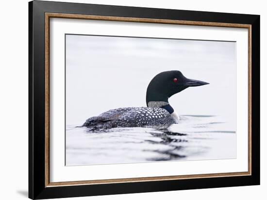 Great Northern Diver-null-Framed Photographic Print