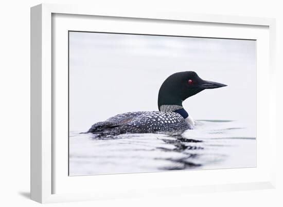 Great Northern Diver-null-Framed Photographic Print