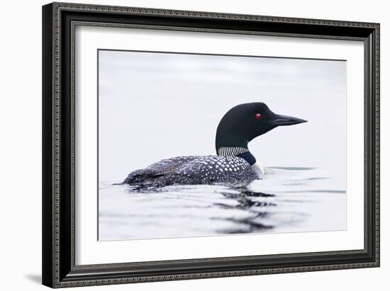 Great Northern Diver-null-Framed Photographic Print