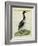 Great Northern Diver-Georges-Louis Buffon-Framed Giclee Print