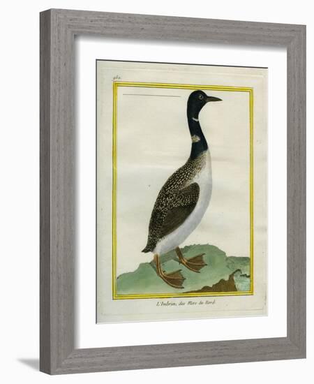 Great Northern Diver-Georges-Louis Buffon-Framed Giclee Print