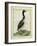 Great Northern Diver-Georges-Louis Buffon-Framed Giclee Print