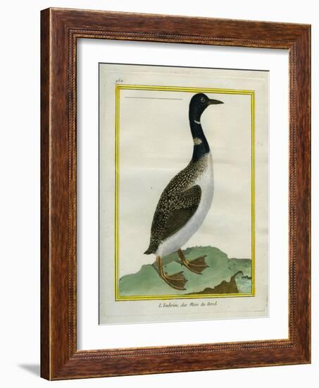 Great Northern Diver-Georges-Louis Buffon-Framed Giclee Print