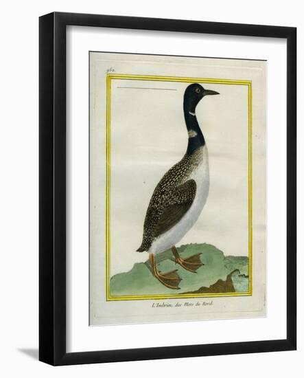 Great Northern Diver-Georges-Louis Buffon-Framed Giclee Print