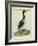 Great Northern Diver-Georges-Louis Buffon-Framed Giclee Print