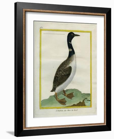 Great Northern Diver-Georges-Louis Buffon-Framed Giclee Print