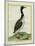 Great Northern Diver-Georges-Louis Buffon-Mounted Giclee Print