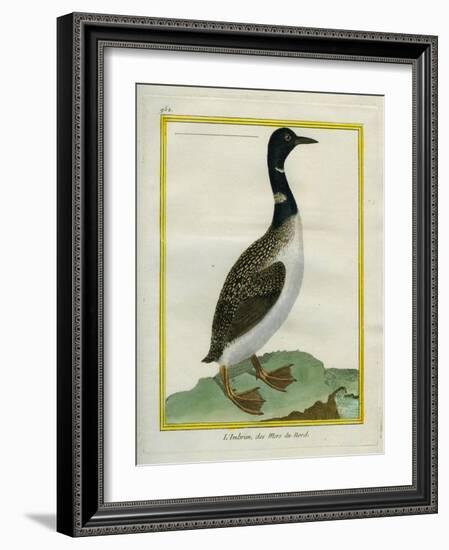 Great Northern Diver-Georges-Louis Buffon-Framed Giclee Print