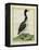 Great Northern Diver-Georges-Louis Buffon-Framed Premier Image Canvas