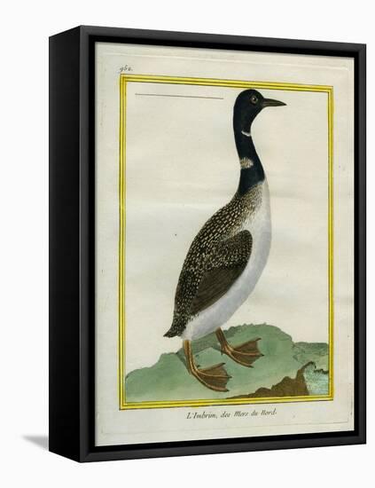 Great Northern Diver-Georges-Louis Buffon-Framed Premier Image Canvas