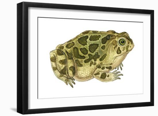 Great Plains Toad (Bufo Cognatus), Amphibians-Encyclopaedia Britannica-Framed Art Print