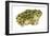 Great Plains Toad (Bufo Cognatus), Amphibians-Encyclopaedia Britannica-Framed Art Print