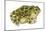 Great Plains Toad (Bufo Cognatus), Amphibians-Encyclopaedia Britannica-Mounted Art Print