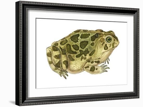 Great Plains Toad (Bufo Cognatus), Amphibians-Encyclopaedia Britannica-Framed Art Print