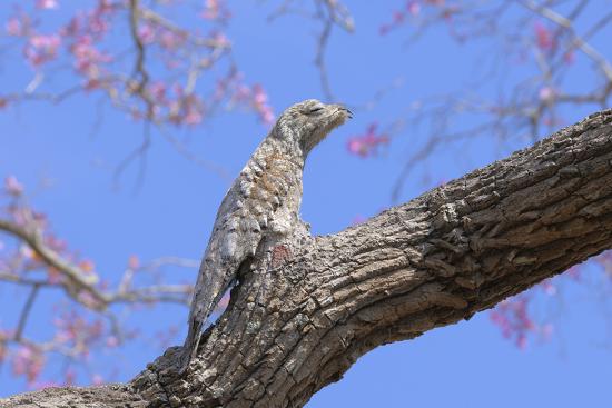 great potoo nyctibius grandis