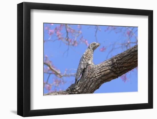 Great Potoo (Nyctibius Grandis) Perched And Camouflaged On A Pink Ipe Tree (Tabebuia Ipe)Pantanal-Luiz Claudio Marigo-Framed Photographic Print