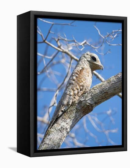 Great Potoo (Nyctibius Grandis) Perched, Pantanal Brazil-Wim van den Heever-Framed Premier Image Canvas