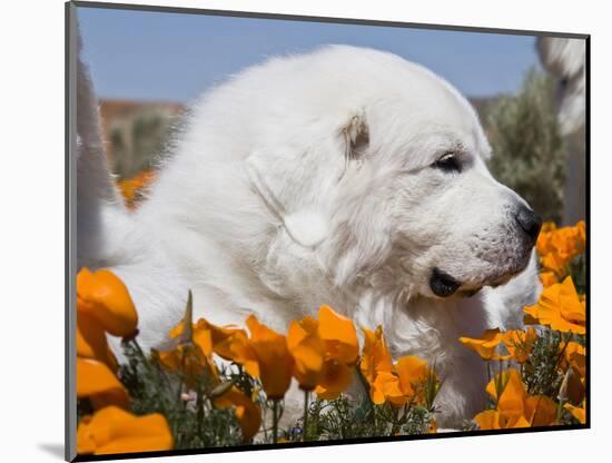 Great Pyrenees Lying in a Field of Wild Poppy Flowers at Antelope Valley in California, USA-Zandria Muench Beraldo-Mounted Photographic Print