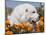 Great Pyrenees Lying in a Field of Wild Poppy Flowers at Antelope Valley in California, USA-Zandria Muench Beraldo-Mounted Photographic Print