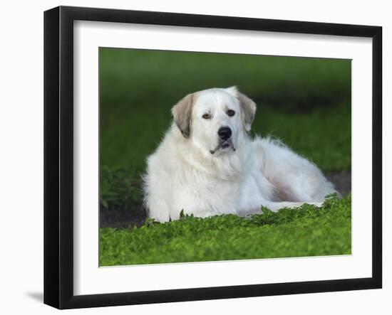 Great Pyrenees or Pyrenean Mountain Dog-Maresa Pryor-Framed Photographic Print