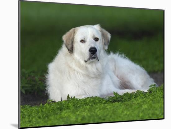 Great Pyrenees or Pyrenean Mountain Dog-Maresa Pryor-Mounted Photographic Print