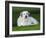 Great Pyrenees or Pyrenean Mountain Dog-Maresa Pryor-Framed Photographic Print