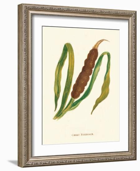 'Great Reedmace', c1891, (1891)-Anne Pratt-Framed Giclee Print