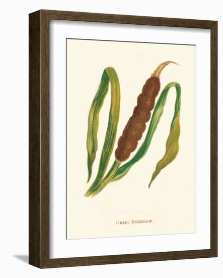 'Great Reedmace', c1891, (1891)-Anne Pratt-Framed Giclee Print