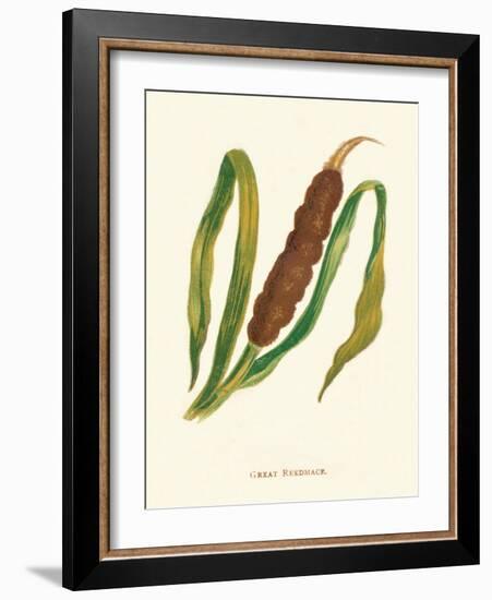 'Great Reedmace', c1891, (1891)-Anne Pratt-Framed Giclee Print