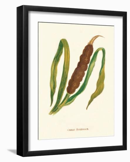 'Great Reedmace', c1891, (1891)-Anne Pratt-Framed Giclee Print