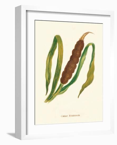 'Great Reedmace', c1891, (1891)-Anne Pratt-Framed Giclee Print