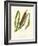 'Great Reedmace', c1891, (1891)-Anne Pratt-Framed Giclee Print