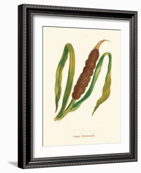 'Great Reedmace', c1891, (1891)-Anne Pratt-Framed Giclee Print