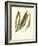 'Great Reedmace', c1891, (1891)-Anne Pratt-Framed Giclee Print