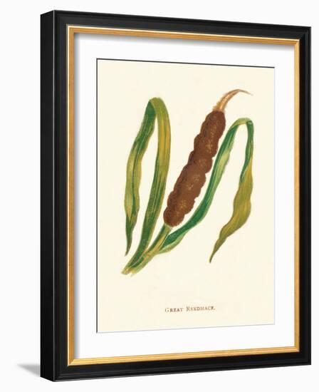 'Great Reedmace', c1891, (1891)-Anne Pratt-Framed Giclee Print