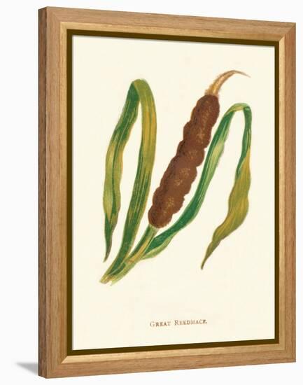 'Great Reedmace', c1891, (1891)-Anne Pratt-Framed Premier Image Canvas