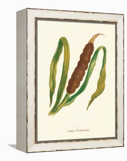 'Great Reedmace', c1891, (1891)-Anne Pratt-Framed Premier Image Canvas