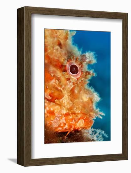 Great rockfish portrait, Costa Amalfitana, Italy, Tyrrhenian Sea-Franco Banfi-Framed Photographic Print