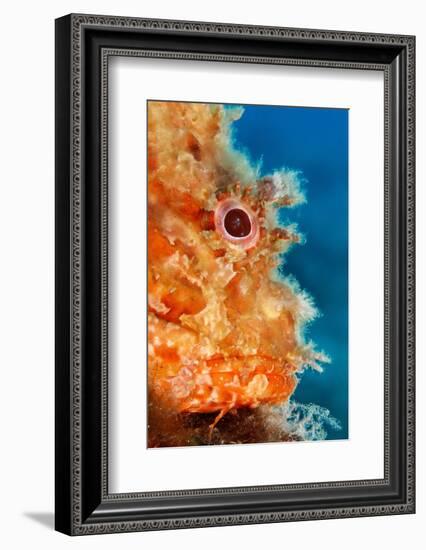 Great rockfish portrait, Costa Amalfitana, Italy, Tyrrhenian Sea-Franco Banfi-Framed Photographic Print