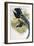 Great Sicklebilled Bird of Paradise-null-Framed Giclee Print