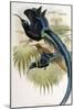 Great Sicklebilled Bird of Paradise-null-Mounted Giclee Print