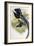 Great Sicklebilled Bird of Paradise-null-Framed Giclee Print