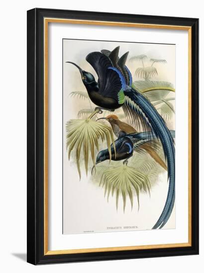 Great Sicklebilled Bird of Paradise-null-Framed Giclee Print