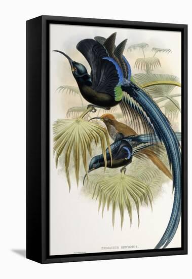 Great Sicklebilled Bird of Paradise-null-Framed Premier Image Canvas