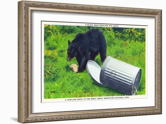 Great Smoky Mts Nat'l Park, TN - Black Bear Stealing Lunch from Trashcan-Lantern Press-Framed Art Print