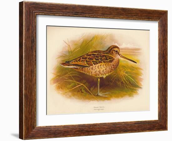 Great Snipe (Gallinago major), 1900, (1900)-Charles Whymper-Framed Giclee Print