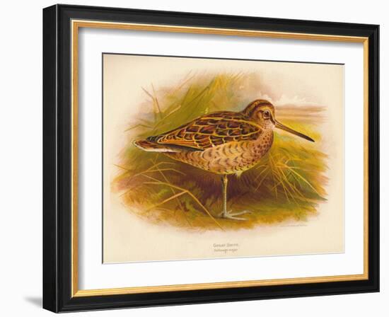 Great Snipe (Gallinago major), 1900, (1900)-Charles Whymper-Framed Giclee Print