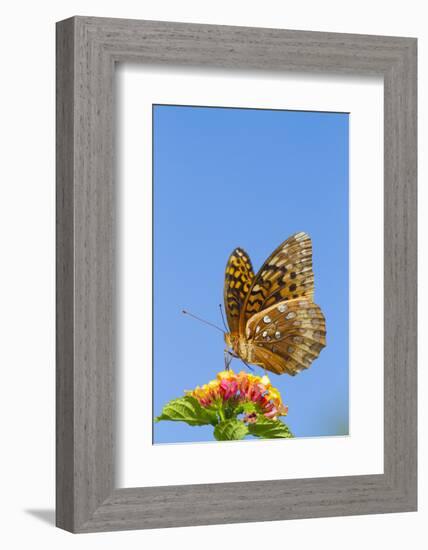 Great Spangled Fritillary Butterfly-Lynn M^ Stone-Framed Photographic Print